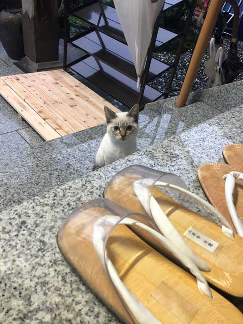 猫 見慣れない 参拝客 妙見山上原寺