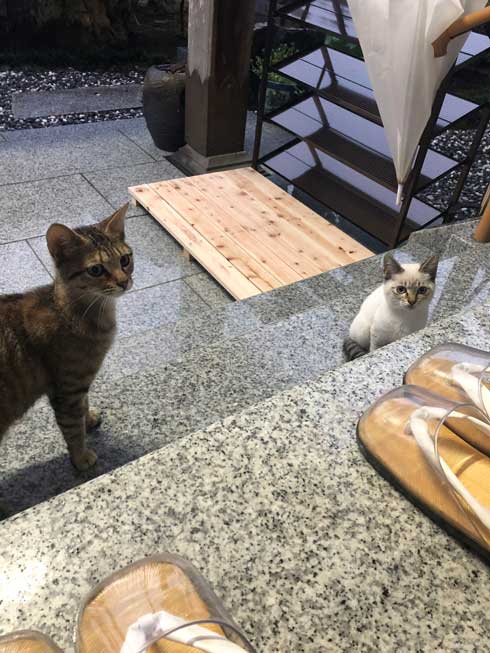 猫 見慣れない 参拝客 妙見山上原寺