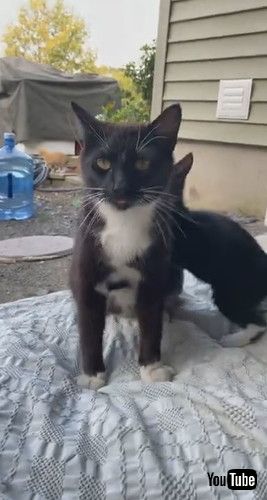 「Kitten Surprise Hug || ViralHog」