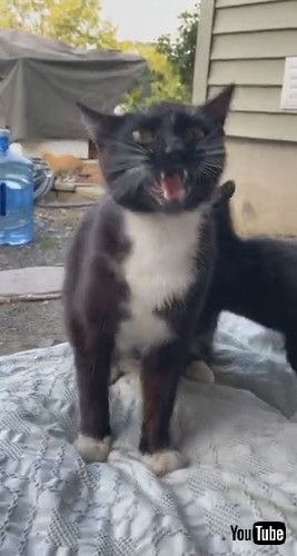 「Kitten Surprise Hug || ViralHog」