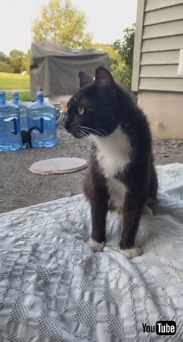 「Kitten Surprise Hug || ViralHog」