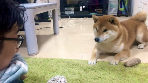 パパさんの言葉をまねするこむぎくん