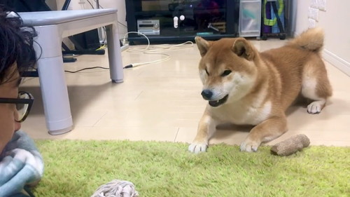 パパさんの言葉をまねするこむぎくん