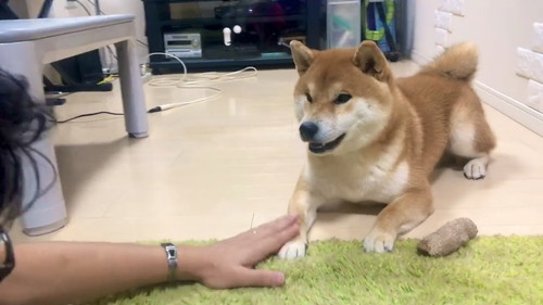 パパさんの言葉をまねするこむぎくん