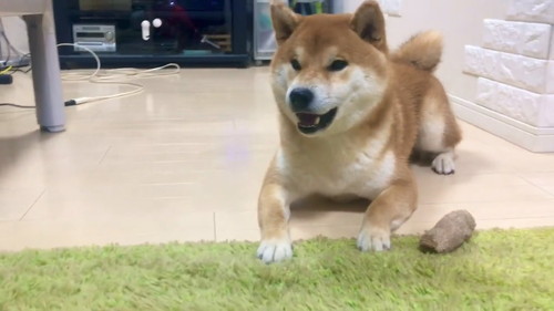 パパさんの言葉をまねするこむぎくん