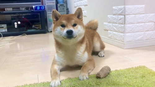 パパさんの言葉をまねするこむぎくん