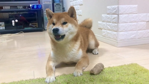 パパさんの言葉をまねするこむぎくん