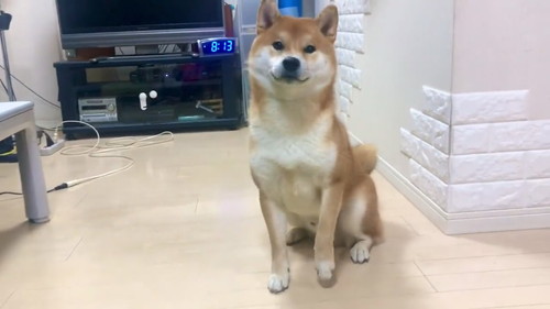 パパさんの言葉をまねするこむぎくん