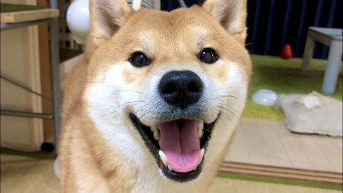 いろんなこむぎくん