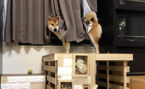 いろんなこむぎくん