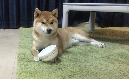 いろんなこむぎくん