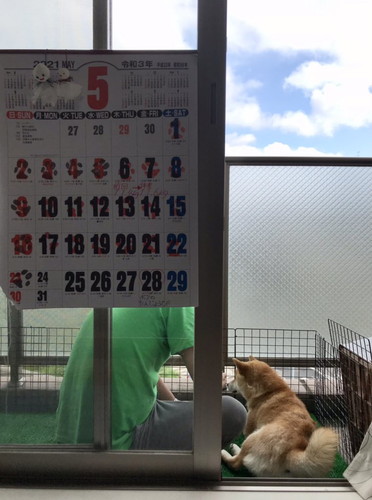 いろんなこむぎくん