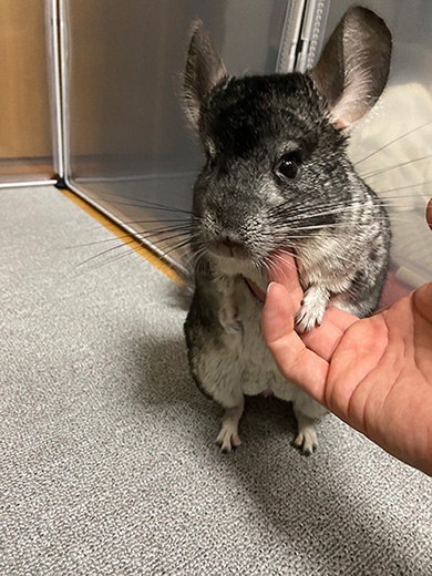 ごまみざわさん
