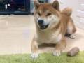 パパ「ニャーン」柴犬「やーん」　パパの言葉を一生懸命まねするワンコがとっても賢くてかわいい
