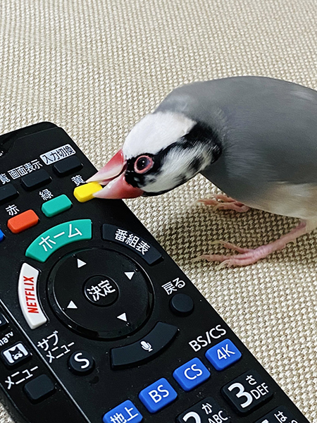 ひねりとうもろこし