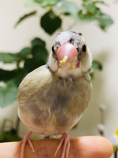 くちばしとうもろこしまみれこんぶさん