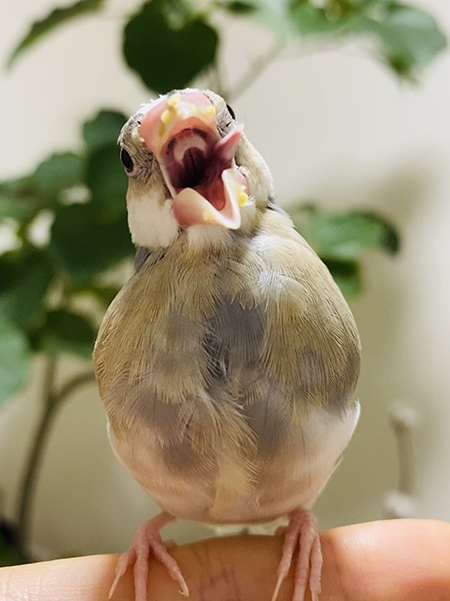 初とうもろこしおかわりこんぶさん