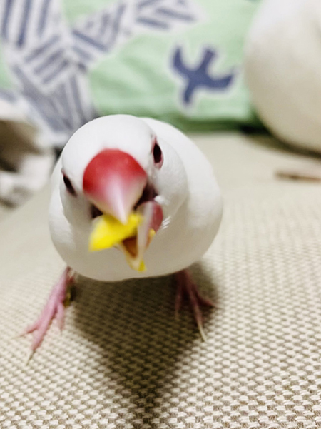 とうもろこしおでんさん