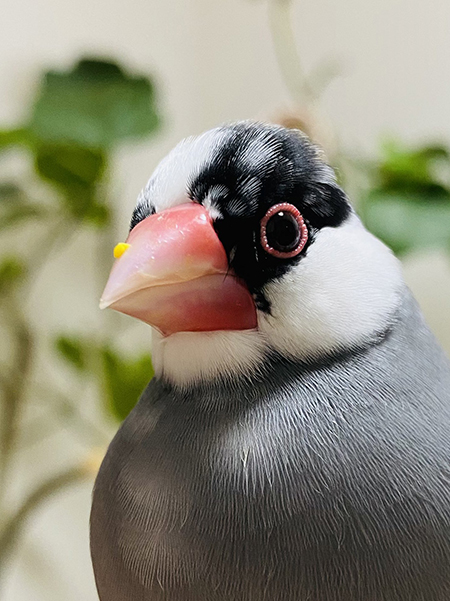 くちばしにとうもろこし1粒ついてるこんぶさん