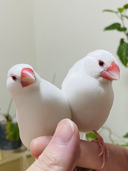 くっつくうどんさんとおでんさん