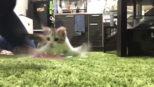 子猫 バタバタ 走る 猫じゃらし ニャルガクルガ