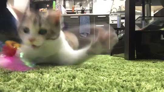 子猫 バタバタ 走る 猫じゃらし ニャルガクルガ