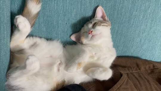 子猫 マンチカン