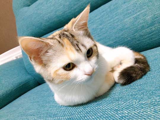 子猫 マンチカン