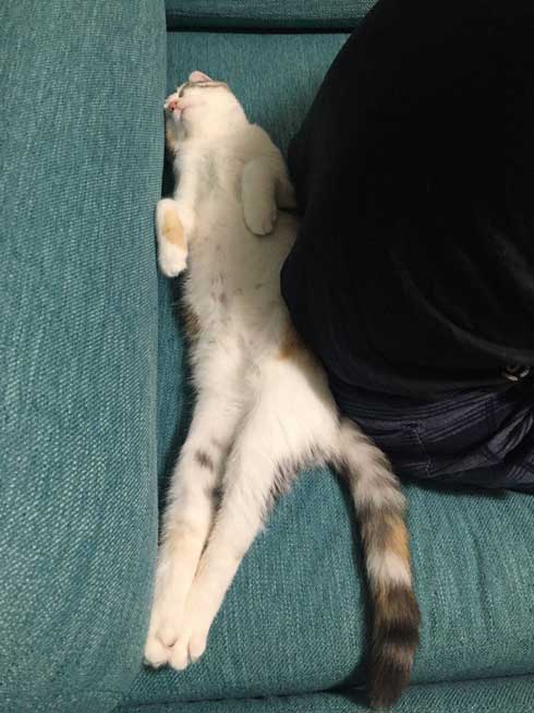 子猫 マンチカン