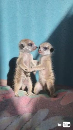 「Miniature Meerkat Babies || ViralHog」