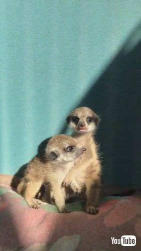 「Miniature Meerkat Babies || ViralHog」