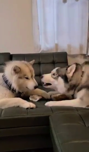 ハスキーの口喧嘩