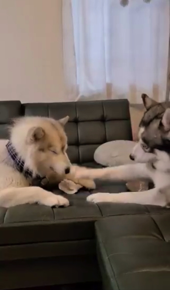 ハスキーの口喧嘩