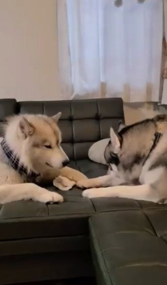 ハスキーの口喧嘩