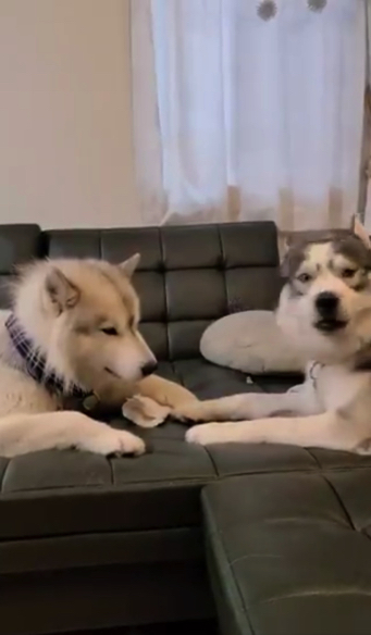 ハスキーの口喧嘩