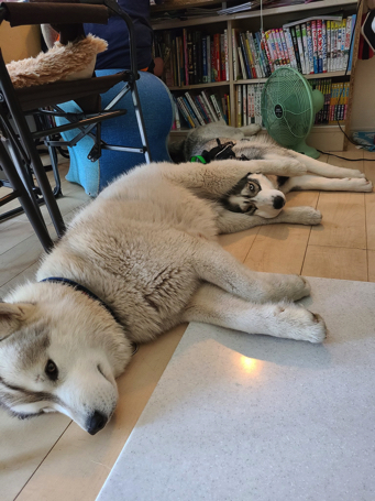 ハスキーの口喧嘩