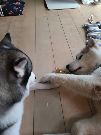 ハスキーの口喧嘩