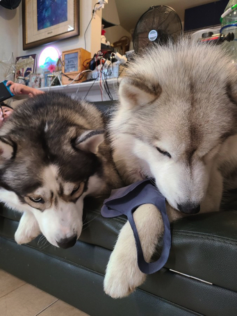 ハスキーの口喧嘩