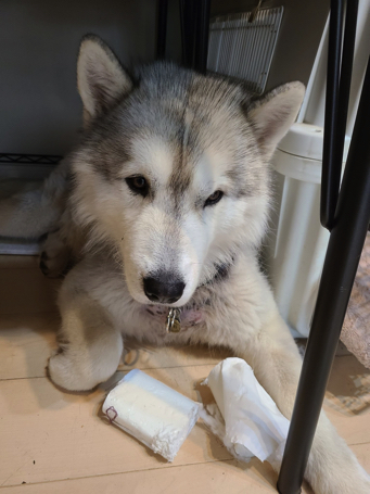 ハスキーの口喧嘩