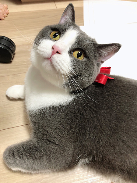 リボンつぐまるくん