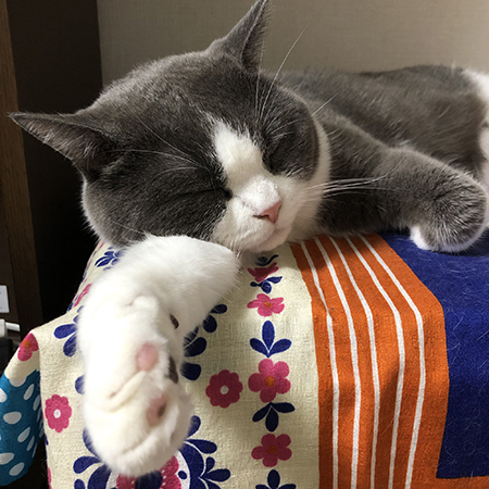 すやすやつぐまるくん