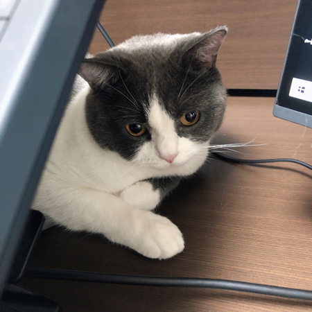 液タブとつぐまるくんアップ