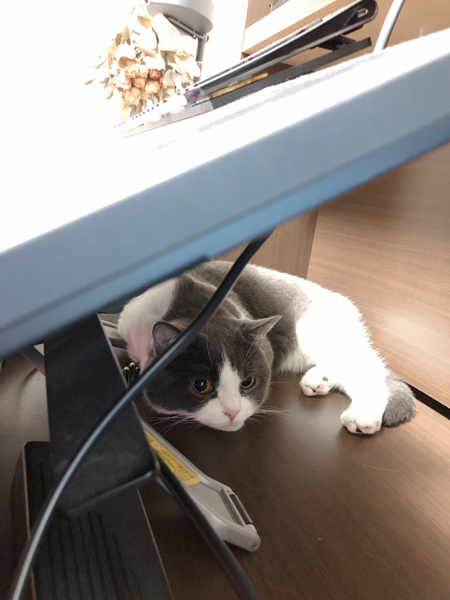 液タブとつぐまるくん