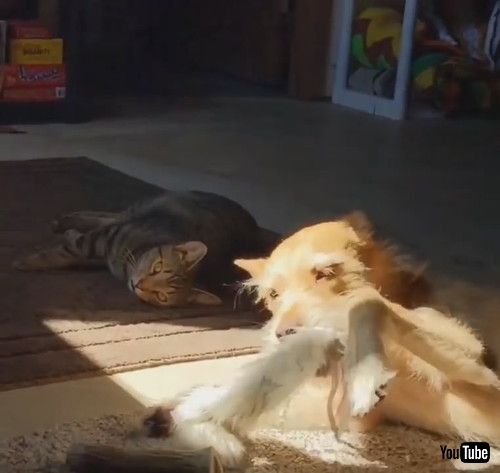 「Pet Dog Gets Hit by House Cat While Sleeping Peacefully - 1217576」