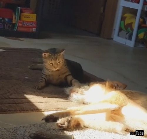 「Pet Dog Gets Hit by House Cat While Sleeping Peacefully - 1217576」