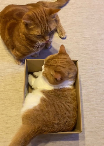 「くちゃいにゃ」