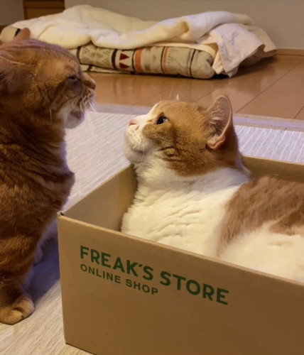 「くちゃいにゃ」