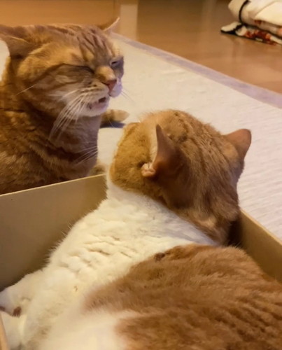 「くちゃいにゃ」