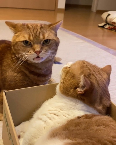 「くちゃいにゃ」