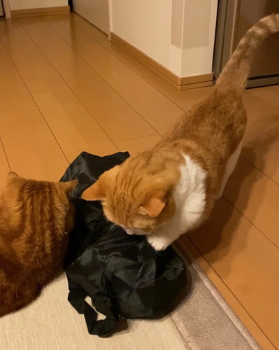 「入れないにゃ」